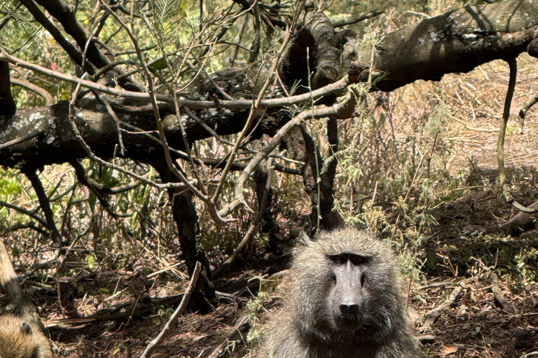 Addis Ababa: Mount Entoto Hike, Injera & Hyena Experience