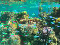 Bora Bora, 1/2 jour lagon safari - Tour partagé - Housity