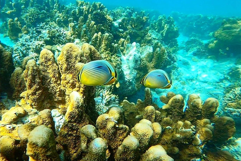 Sansibar: Blaue Lagune, Seesterne, Paje Strand und Maalum HöhleSansibar: Blaue Lagune, Seesterne, Jambiani und Maalum-Höhle