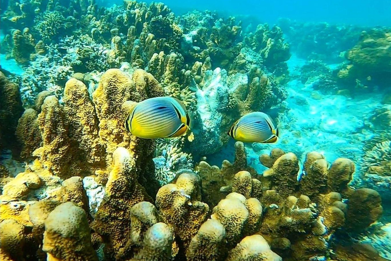 Sansibar: Blaue Lagune, Seesterne, Paje Strand und Maalum HöhleSansibar: Blaue Lagune, Seesterne, Jambiani und Maalum-Höhle