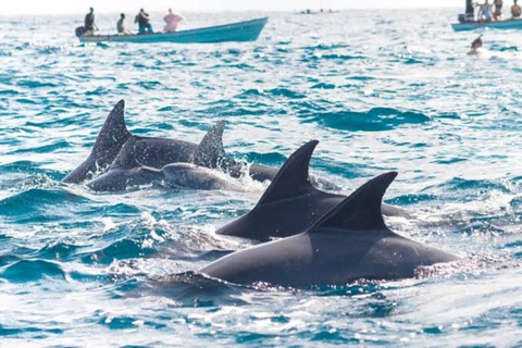 Zanzibar: Mnemba Dolphin, Jozani Forest & Turtle Sanctuary Private Tour without Hotel transfer