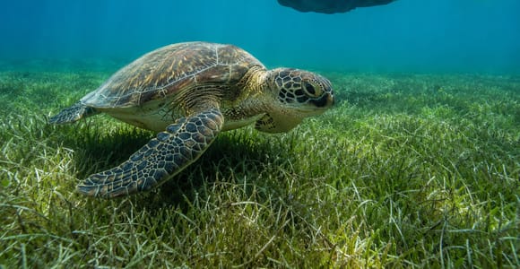 Marsa Alam: Reef Trip to Snorkel or Dive at Abu Dabbab Beach
