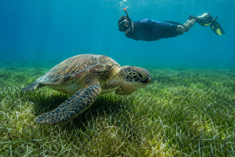 Marsa Alam: Abu Dabbab Beach Snorkeling or Diving Trip Abu Dabbab Beach Snorkeling