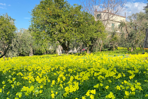 Sorrento: Cooking with a Local Chef & Wine Pairing by the Sea