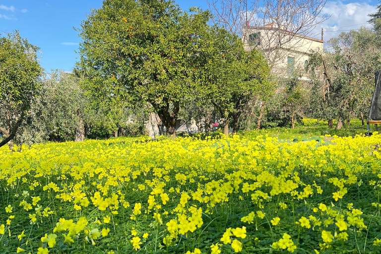 Sorrento: Cooking with a Local Chef & Wine Pairing by the Sea