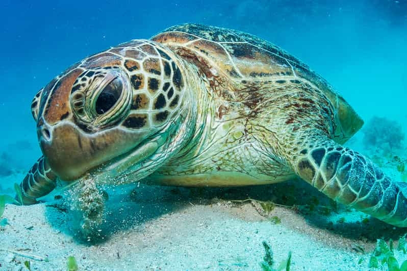 Från Cairns: Great Barrier Reef Snorkeling Tour Med Lunch | GetYourGuide