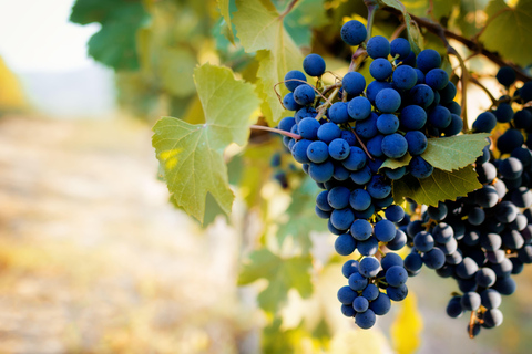 Au départ de Milan : Dégustation de vin Barolo, visite d&#039;Alba et visite du château