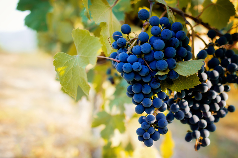 Au départ de Milan : Dégustation de vin Barolo, visite d&#039;Alba et visite du château