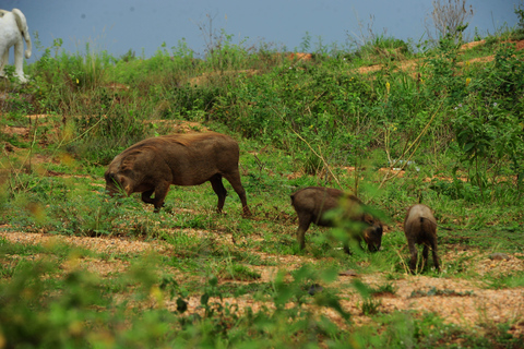 Kampala: 2-Day Murchison Falls Safari with Rhino Trek