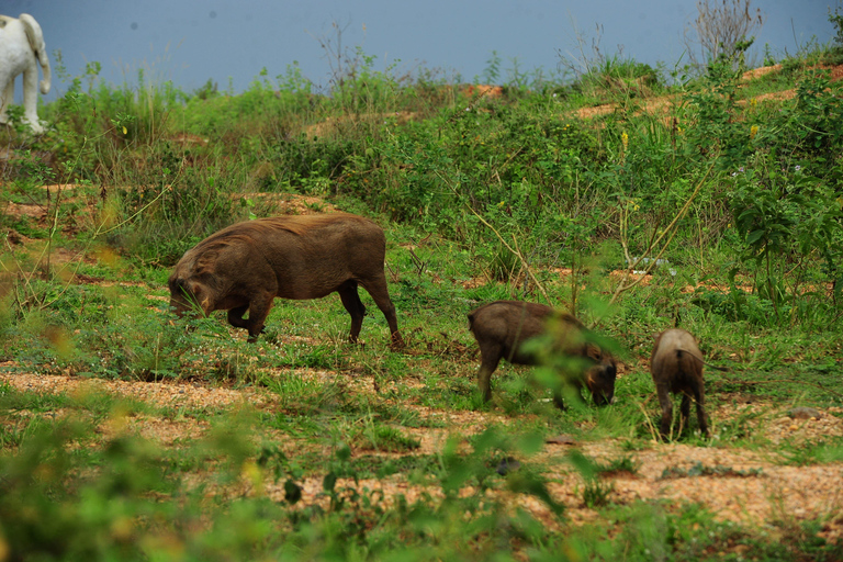 Kampala: 2-Day Murchison Falls Safari with Rhino Trek