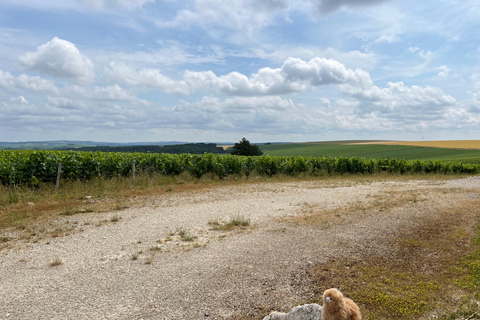 Bordeaux Privat tur med rundvandring och provsmakning