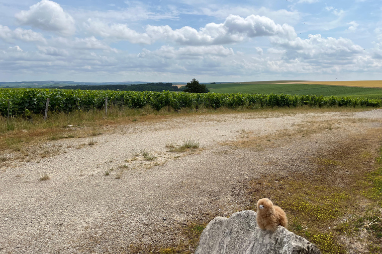 Bordeaux Privat tur med rundvandring och provsmakning