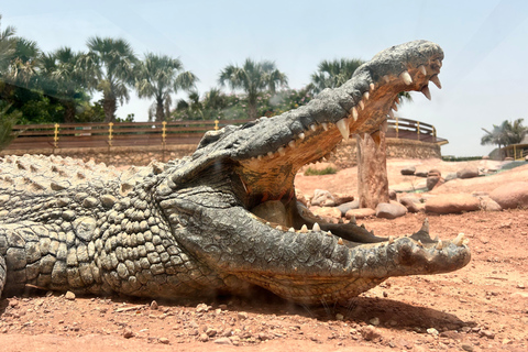 Agadir: Cable Car, Crocopark, and Goats on Trees Tourcruise port pickup