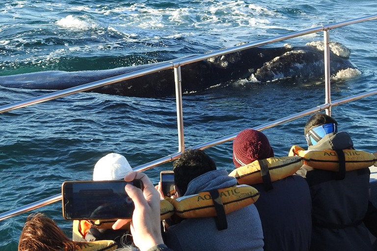 Península Valdés Excursiones en Tierra Tours