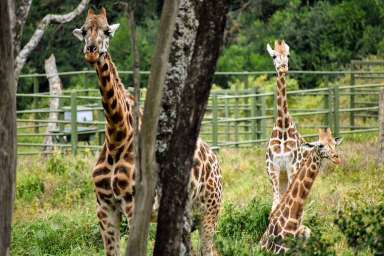 David Sheldrick, Giraffe Center Tour e Kazuri BeadsExcursão David Sheldrick e Giraffe Center