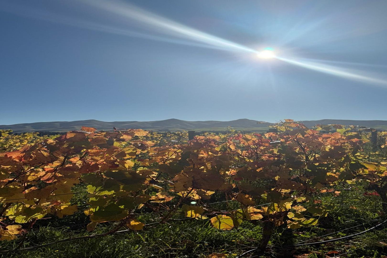 Christchurch: Waipara Valley Wine Tour with Tastings