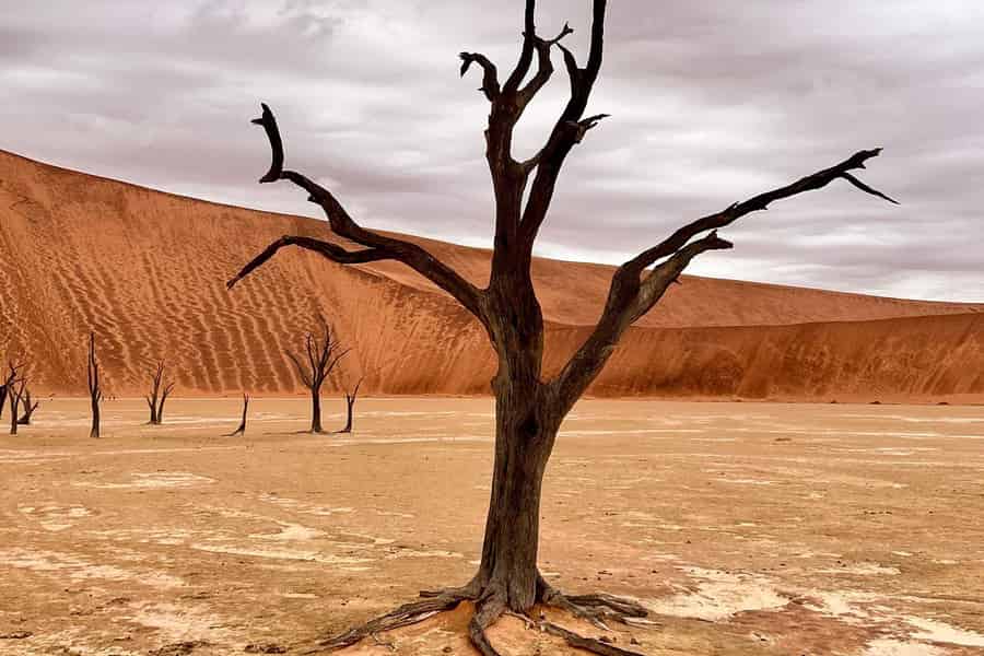 Sossusvlei: Tagestour. Foto: GetYourGuide Sossusvlei: Tagestour. Foto: GetYourGuide