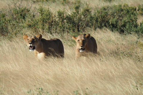 3 Days, 2 nights safari to Samburu National Reserve 3 Days private safari in a 4x4 Landcruiser jeep
