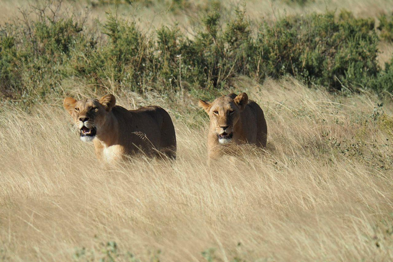 3 Days, 2 nights safari to Samburu National Reserve 3 Days private safari in a 4x4 Landcruiser jeep