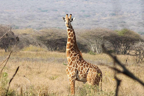 Excursión de un día al Parque Nacional de Mkomazi, hogar del rinoceronte negro