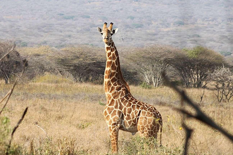 Excursión de un día al Parque Nacional de Mkomazi, hogar del rinoceronte negro