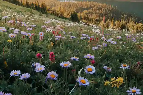 Canmore: Medicinal and Edible Plants, 2-hour Nature Walk