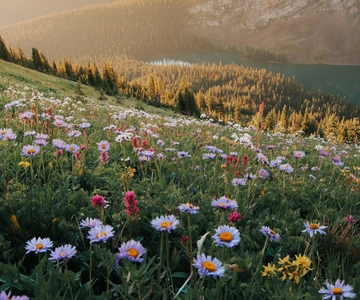 Canmore: Medicinal and Edible Plants, 2-hour Nature Walk
