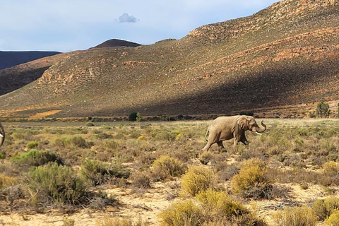 Cape Town: Aquila Game Reserve Safari with Buffet & Pickup