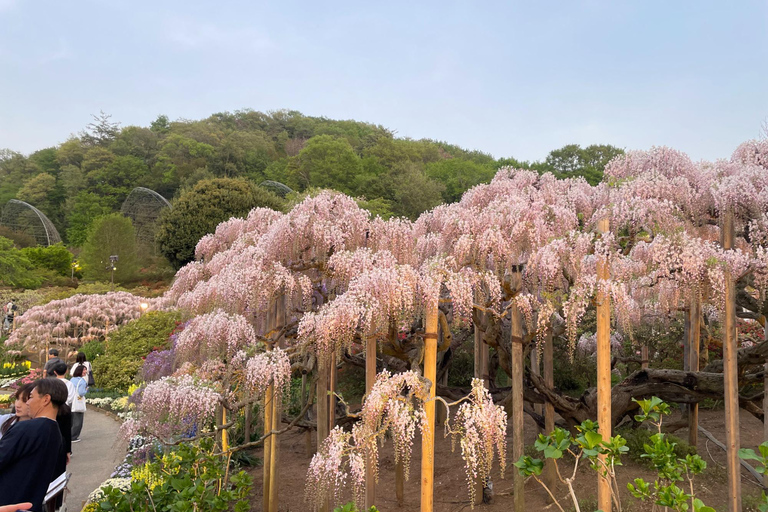 From Shinjuku: Hitachi Seaside Park & Ashikaga Flower Park