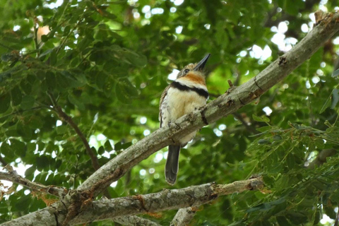 Palomino: Guided Birdwatching Tour with Hotel Pickup