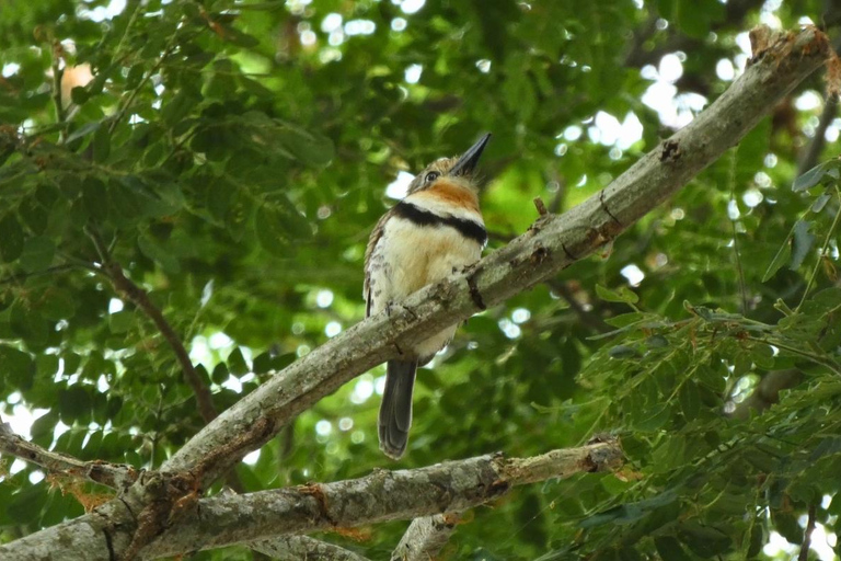 Palomino: Guided Birdwatching Tour with Hotel Pickup