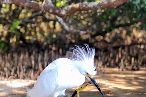 Tierra Verde FL: Coastal Kayaking Tour in Shell Key Single Kayak