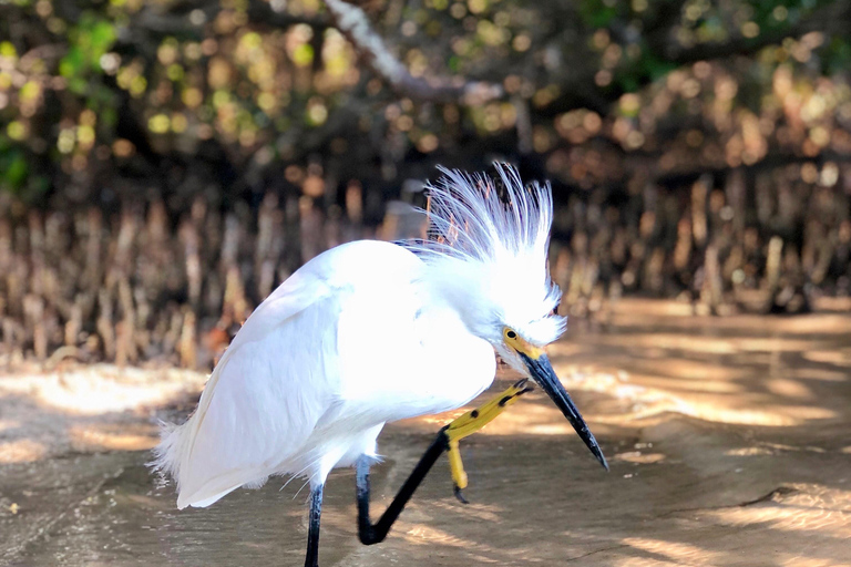 Tierra Verde FL: Coastal Kayaking Tour in Shell Key Single Kayak