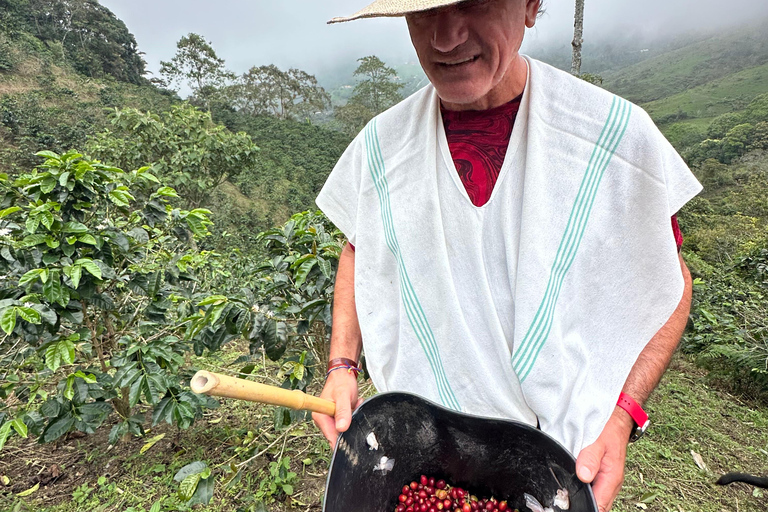 From Medellín: Coffee Farm Hiking & Exotic Fruit Marketplace