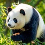 Pechino: biglietto d'ingresso ufficiale per lo zoo di Pechino con la casa dei panda