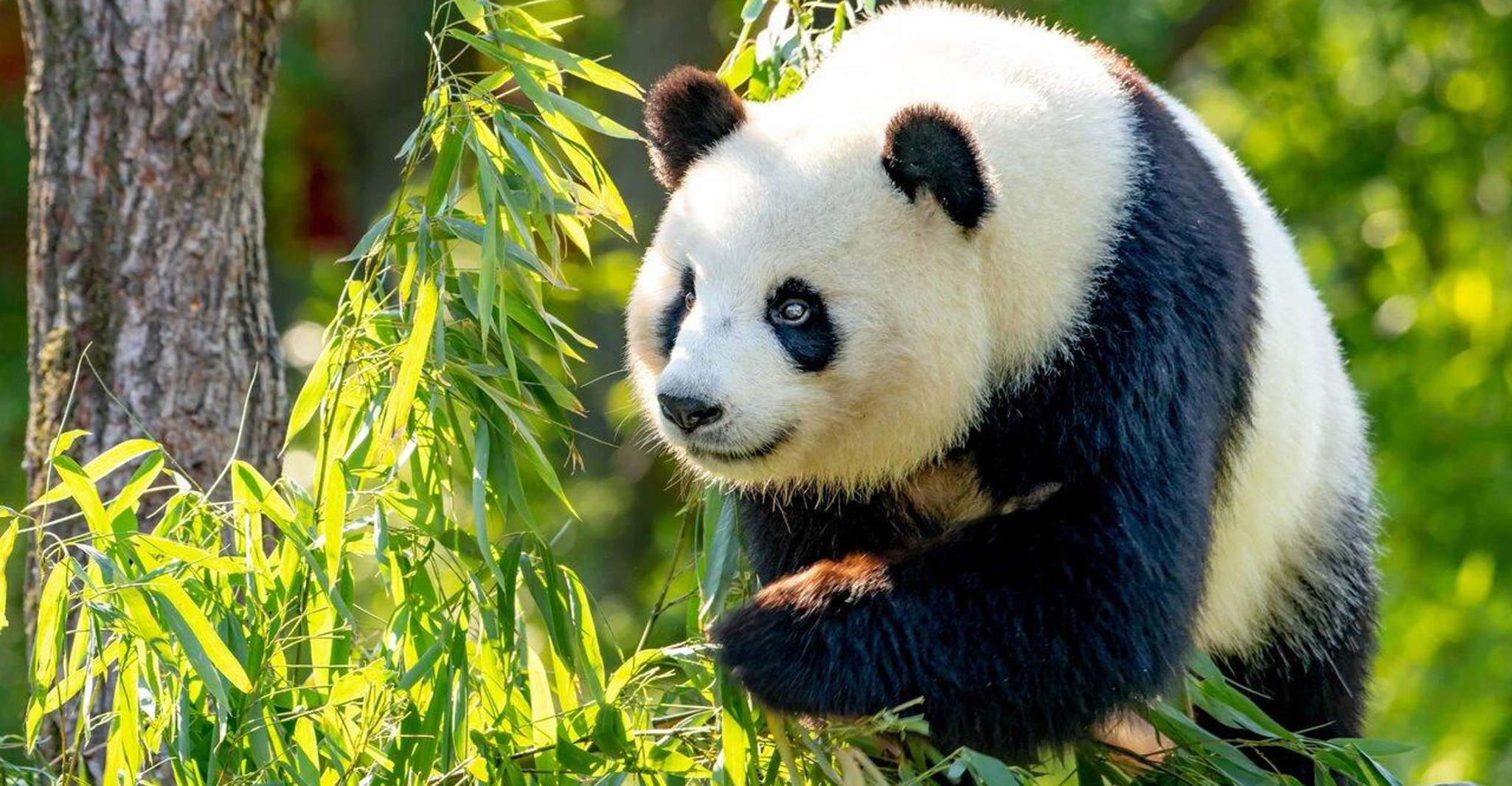 Shanghai: Shanghai Zoo Entry Ticket with Pandas photo 2