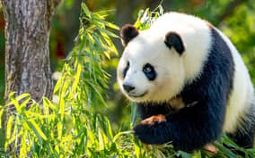 Beijing: Beijing Zoo Official Entry Ticket with Panda House