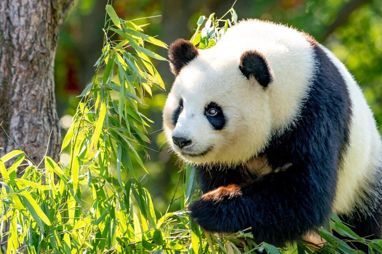 Shanghai: Shanghai Zoo Entry Ticket (Guide Optional) Shanghai Zoo Entry Ticket