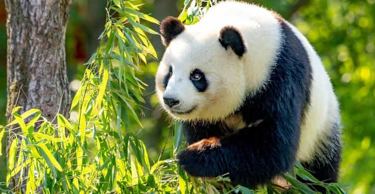 Shanghai: Shanghai Zoo Entry Ticket with Pandas photo 2