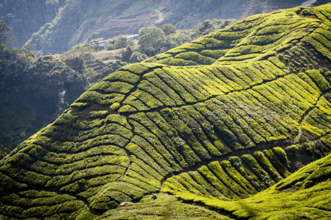 Kuala Lumpur: Customize Your Cameron Highlands Itinerary From KL: Discover Cameron Highlands’ Tea Valleys & Farms