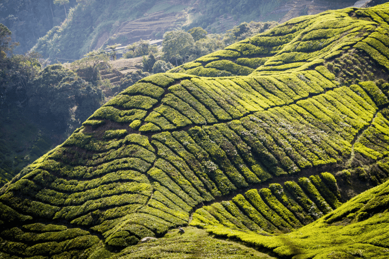 Kuala Lumpur: Customize Your Cameron Highlands Itinerary From KL: Discover Cameron Highlands’ Tea Valleys & Farms