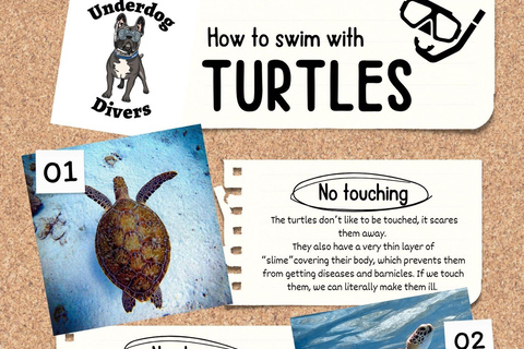 Private Turtle Snorkel Tour in Aruba + Professional video