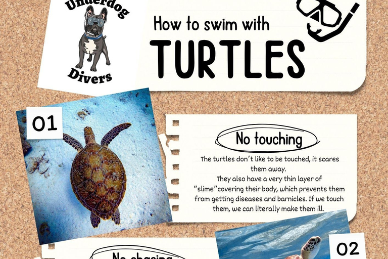 Private Turtle Snorkel Tour in Aruba + Professional video