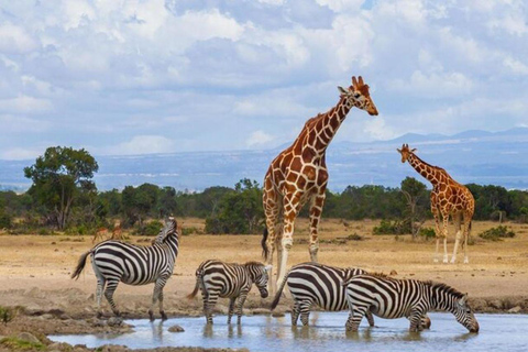 Visite d'une demi-journée du parc national de Nairobi et de la fabrique de perles Kazuri
