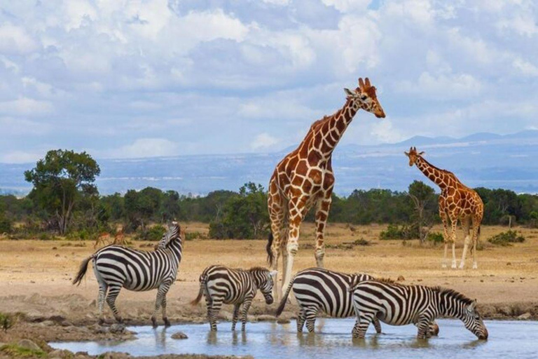 Visite d'une demi-journée du parc national de Nairobi et de la fabrique de perles Kazuri