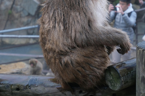 Nagano Snow Monkey private Day Tour from Tokyo