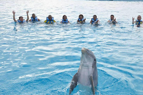 Punta Cana: Swimming with Dolphins.Dolphin Swim Adventure in Punta Cana with Transportation