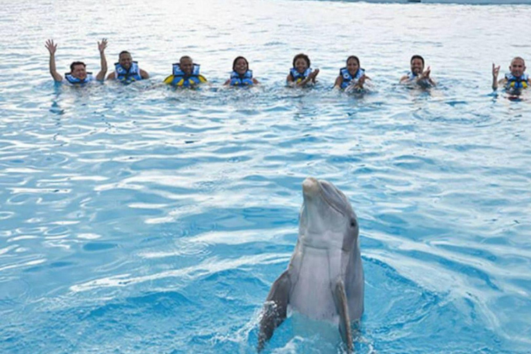 Punta Cana: Swimming with Dolphins.Dolphin Swim Adventure in Punta Cana with Transportation