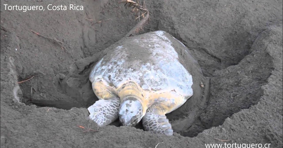 Tortuguero: Turtle Nesting Night Tour | GetYourGuide