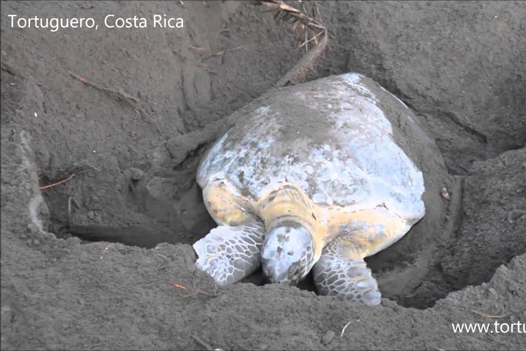 Tortuguero: Tour serale della nidificazione delle tartarughe